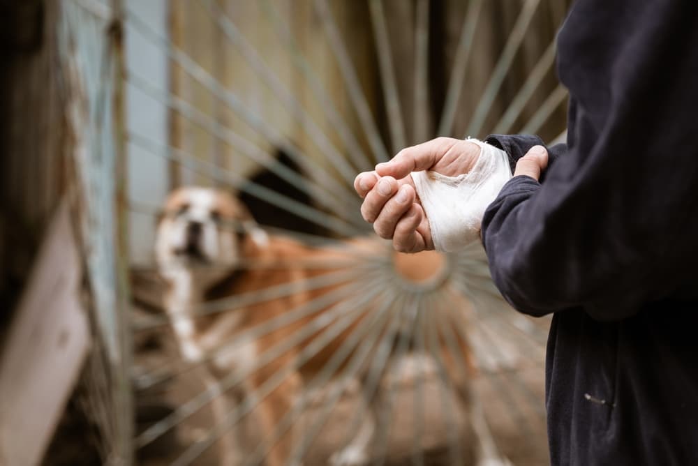  Bandaged human hand after dog bite 